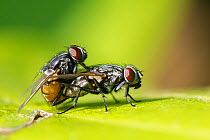 Face flies / Autumn house flies (Musca autumnalis) mating on a leaf in a garden, Wiltshire, UK, April.