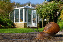 Garden snail (Cornu aspersum / Helix aspersa) crawling over an oak sleeper retaining a garden lawn with buildings and a greenhouse in the background, Wiltshire, UK, April.