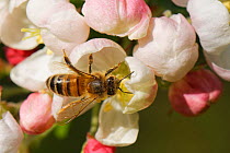 Honey bee (Apis mellifera) nectaring on a Crab apple (Malus sylvestnis) flower in a garden, Wiltshire, UK, April.