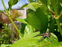 Nursery web spider (Pisaura mirabilis) hunting on a Honeysuckle leaf in a garden, with buildings in the background, Wiltshire, UK, April.