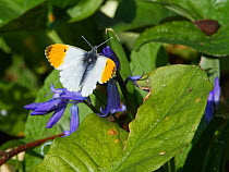 Orange tip butterfly (Anthocharis cardamines) resting on a Bluebell (Hyacinthoides non-scripta) flower in a garden, Wiltshire, UK, April.