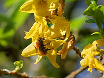 Tawny mining bee (Andrena fulva) nectaring on Forsythia flowers in a garden, Wiltshire, UK, April.