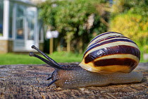 White-lipped snail (Cepaea hortensis) crawling over an oak sleeper retaining a garden lawn with a greenhouse in the background, Wiltshire, UK, April.
