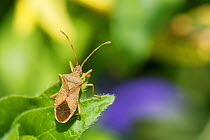 Box bug (Gonocerus acuteangulatus) on a Greater Periwinkle (Vinca major) leaf in a garden, Wiltshire, UK, April. This nationally endangered bug is spreading northwest from its former toehold in southe...