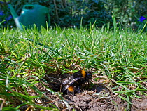 Buff-tailed bumblebee (Bombus terrestris) queen emerging from her nest burrow in a garden lawn, Wiltshire, UK, April.
