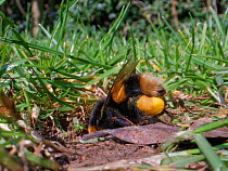 Buff-tailed bumblebee (Bombus terrestris) queen returning to her nest burrow in a garden lawn with full pollen sacs to provision grubs that will become future workers for her colony, Wiltshire, UK, Ap...