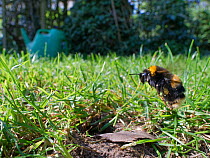 Buff-tailed bumblebee (Bombus terrestris) queen about to land at her nest burrow in a garden lawn with loaded pollen sacs to provision grubs that will become future workers for her colony, Wiltshire,...