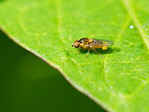 Yellow swarming fly / Chloropid fly (Thaumatomyia notata) male releasing sex pheromones from everted abdominal scent sacs, Wiltshire garden, April.
