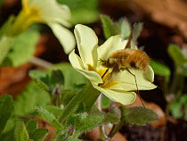 Common bee fly (Bombylius major) inserting its long proboscis into a Primrose flower (Primula vulgaris) to feed on nectar, Wiltshire garden, UK, March.