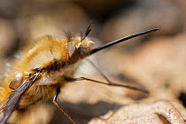 Common bee fly (Bombylius major) sun basking on leaf litter, Wiltshire garden, UK, March.