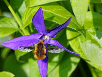 Common bee fly (Bombylius major) nectaring on a Greater periwinkle flower (Vinca major), Wiltshire garden, UK, April.