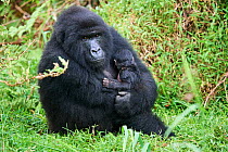 Mountain gorilla (Gorilla beringei) mother holding newborn, member of the Hirwa group, Mgahinga National Park, Uganda.