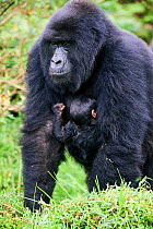 Mountain gorilla (Gorilla beringei) newborn baby clinging to its mother&#39;s fur, member of the Hirwa group, Mgahinga National Park, Uganda.