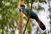 Great blue turaco (Corythaeola cristata) in Bigodi wetland santuary, Uganda.