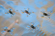 Common pond skaters (Gerris lacustris) on Altja river, Lahemaa National Park, Northern Estonia.