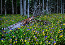 Wood cow-wheat (Melampyrum nemorosum) in bloom in Karula National Park, Valgamaa county,Southern Estonia.