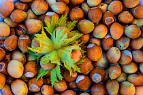 Hazelnuts (Corylus avellana) nuts picked from wild trees in forest , Tartumaa county, Southern Estonia. September.