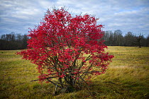 European spindle tree (Euonymus europaeus) covered in pink berries, Varumaa county, Southern Estonia. November.