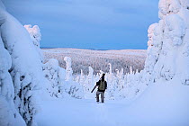 Landscape photographer exploring the snow laden hills of Riisitunturi National Park;Posio, Finland. December 2019.