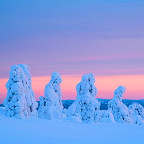 Snow laden spruce tree on top of a hill at dusk, Riisitunturi National Park, Posio, Finland. December 2019.