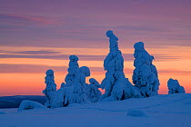 Snow laden spruce trees on top of a hill at dusk, Riisitunturi National Park, Riisitunturi National Park, Posio, Finland. December 2019.
