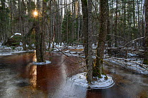 Frozen forest after winter flooding, Soomaa National Park, Viljandimaa county, Estonia. February.