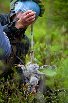 Ornithologist weighing a Ural owl chick (Strix uralensis) during a ringing expedition, Tartumaa county, Southern Estonia. May 2019.