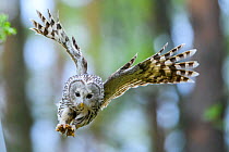 Ural Owl (strix uralensis) female with talons ready to attack a ringing ornithologist, Tartumaa county, Southern Estonia. May.