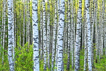 Birch (Betula sp) forest in spring greenery in Tartumaa county, Southern Estonia. May.