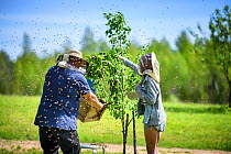 Grandfather with his granddaughter collecting swarm of honeybees, Valgamaa county, Southern Estonia. June.