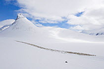 Aerial view of reindeer herders moving a large herd of semi-domesticated Reindeer (Rangifer tarandus) with the help of snowmobiles, to the reindeer calving areas in the Jotunheimen National Park, Norw...