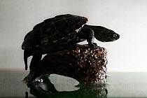 Juvenile Chinese pond turtle (Mauremys reevesii), measuing 10cm, in terrarium. Rescued from a road, hand-reared now, Japan. Controlled conditions.