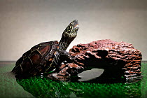 Juvenile Chinese pond turtle (Mauremys reevesii), measuing 10cm, in terrarium. Rescued from a road, hand-reared now, Japan. Controlled conditions.