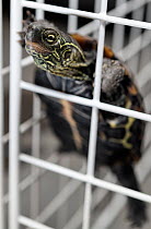 Juvenile Chinese pond turtle (Mauremys reevesii), measuring 10cm, climbing in enclosure. They have sharp claws and strong muscles, and are excellent climbers. Rescued from a road, hand-reared now, Jap...