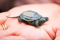 Juvenile Chinese pond turtle (Mauremys reevesii) on hand, a few days old. Rescued from a road, hand-reared now, Japan.