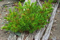 Siberian dwarf pine (Pinus pumila) growing on lake shore, Lake Baikal, Siberia, Russia. July.