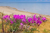 Locoweed (Oxytropis lanata) flowers on lake shore, Olkhon island, Lake Baikal, Siberia, Russia. June.