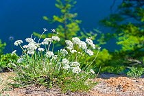 Flowers (Phlojodicarpus sibiricus) Koso-Pol. Lake Baikal, Siberia, Russia. June.