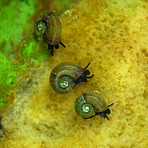 Freshwater snails (Megalovalvata baicalensis) Lake Baikal, Siberia, Russia. June.