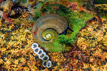 Freshwater snail (Megalovalvata baicalensis) with eggs, Lake Baikal, Siberia, Russia. June. Endemic to the Baikal region.