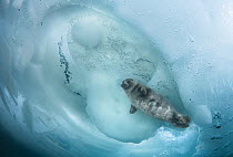 Young Baikal seal (Pusa sibirica) at breathing hole Lake Baikal, Siberia, Russia. April.