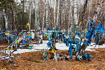 Prayer flags / scarves tied round trees in the forest. Barguzin Valley, Buryatia, Siberia, Russia.