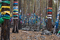 Prayer flags / scarves tied round trees in the forest. Barguzin Valley, Buryatia Lake Baikal, Siberia, Russia. April 2016.