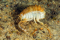 Amphipods, one larger (Acanthogammarus lappaceus) and another smaller (Pallaseopsis sp) Lake Baikal, Siberia, Russia. Endemic to Lake Baikal.