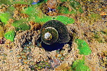 Freshwater snail (Benedictia baicalensis) endemic to Lake Baikal. Siberia, Russia. October.