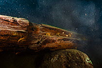 Amphipods (Acanthogammarus victorii) on submerged log, Lake Baikal, Siberia, Russia. July.