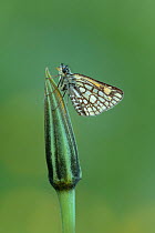 Chequered skipper butterfly (Carterocephalus palaemon) on flower bud, Pyrenees National Park, France, June.