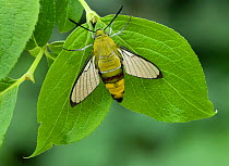 Coffee bee hawk-moth (Cephonodes hylas) Amagasaki City, Hyogo, Japan