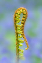 Common male fern (Dryopteris filix-mas) frond unfurling, County Armagh, Northern Ireland, UK. April.