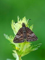 Dingy skipper moth (Erynnis tages) Pyrenees National Park, France, June.